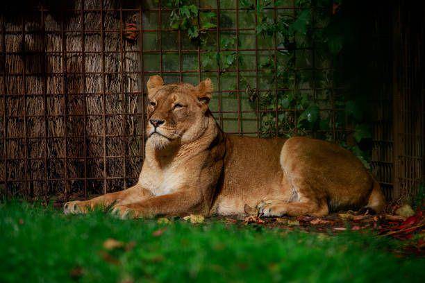 tigon (istockphoto.com/wirestock)