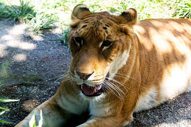 tigon (istockphoto.com/yipengge)