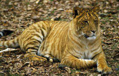 hewan persilangan harimau dan singa  di zoological park (depositphotos.com/slowmongtiongli)
