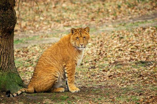 tigon (istockphoto.com/slowmotiongli)