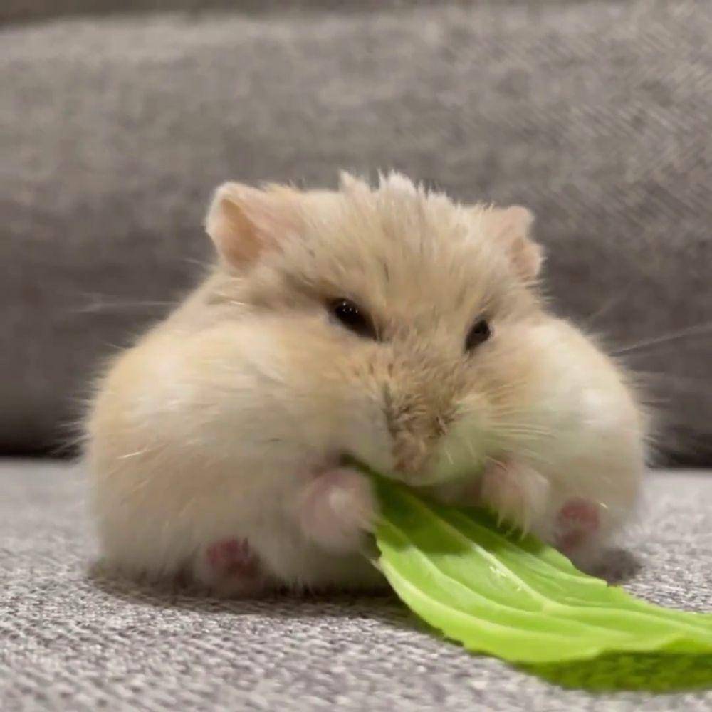 foto lucu hamster lagi makan (reddit.com/user/Aggravating-Flight-1)
