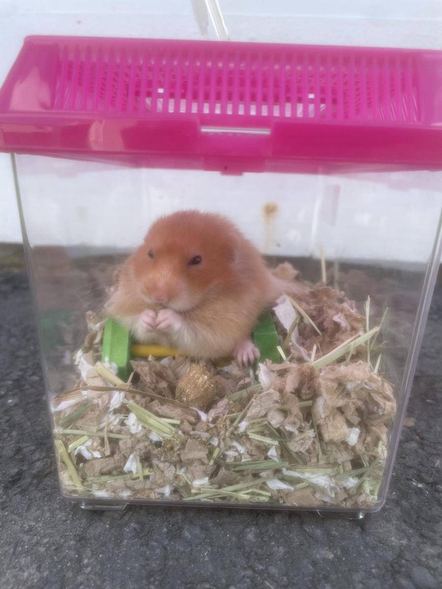 foto lucu hamster lagi makan (reddit.com/user/Live-Internal-959)
