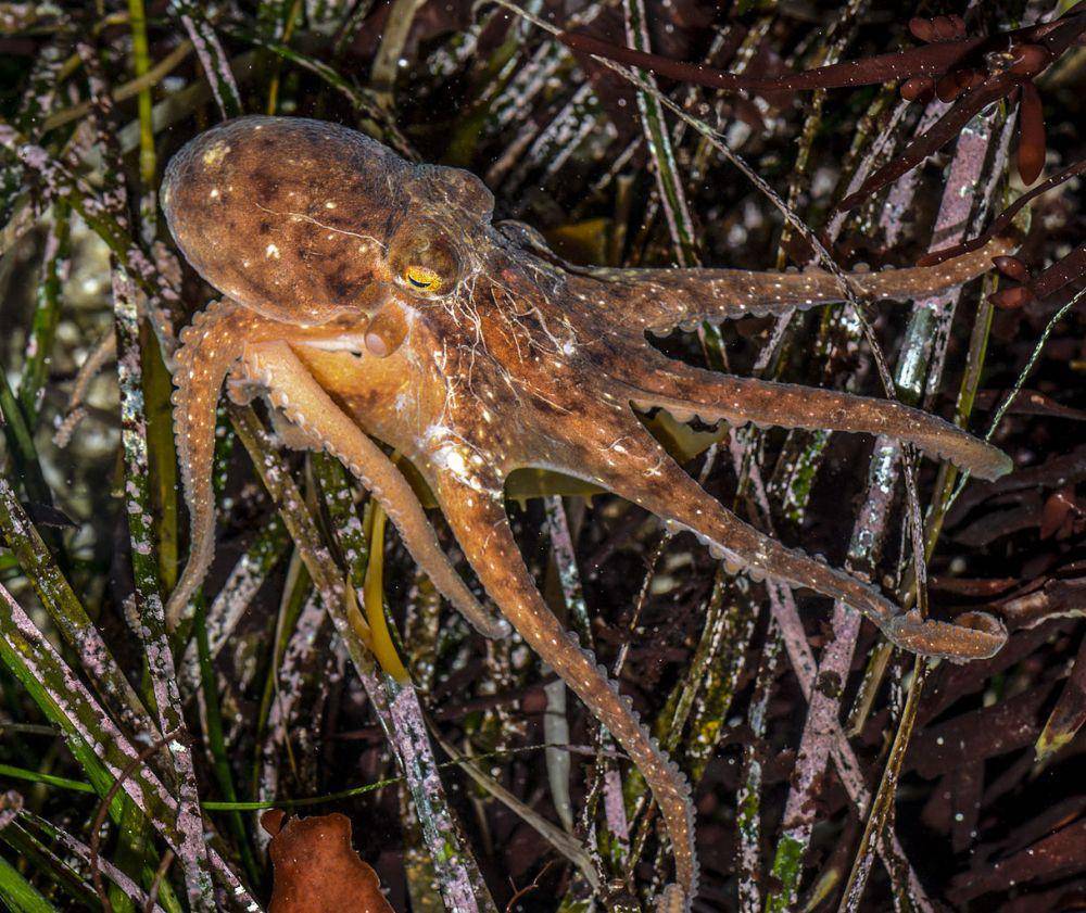 Eastern Pacific red octopus (commons.wikimedia.org)