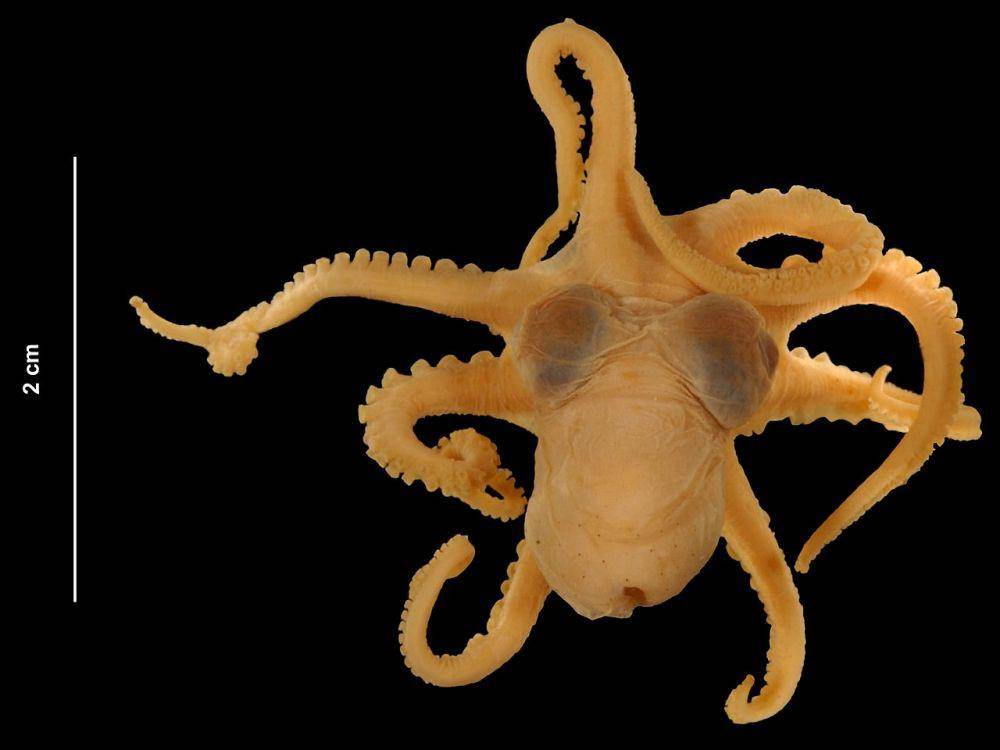 Atlantic Pygmy Octopus (upload.wikimedia.org)