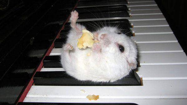 foto lucu hamster lagi makan (reddit.com/user/Alphaz_playz)