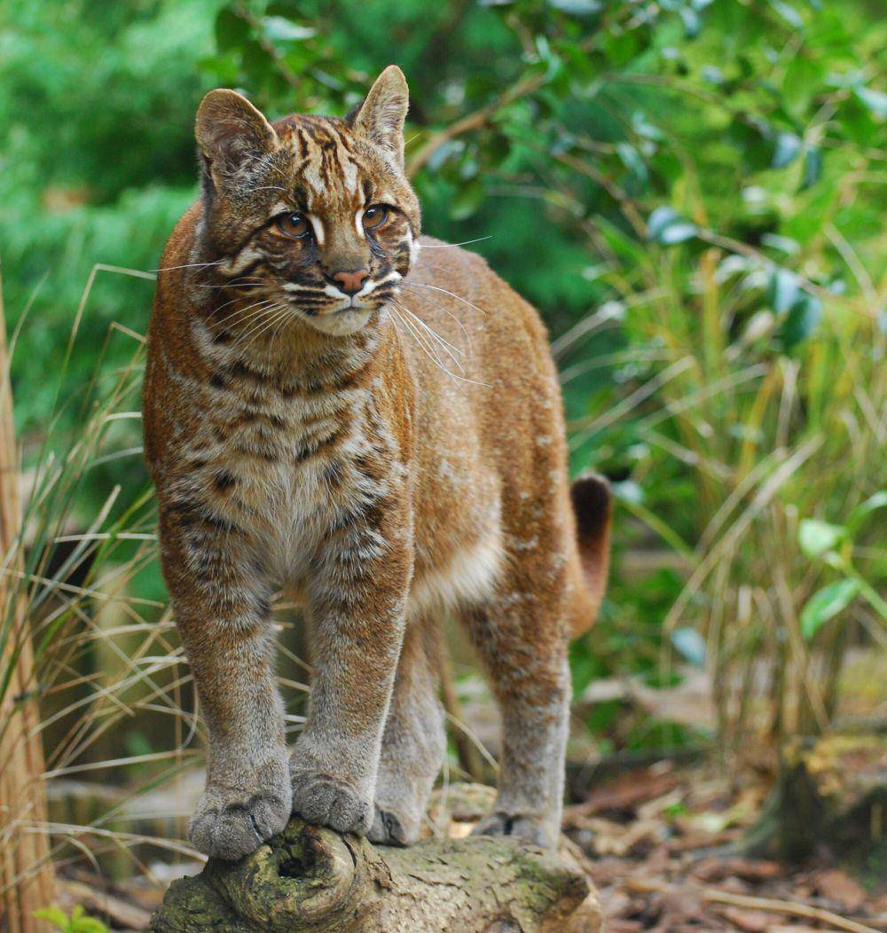 Kucing emas asia (commons.m.wikimedia.org/Karen Stout)