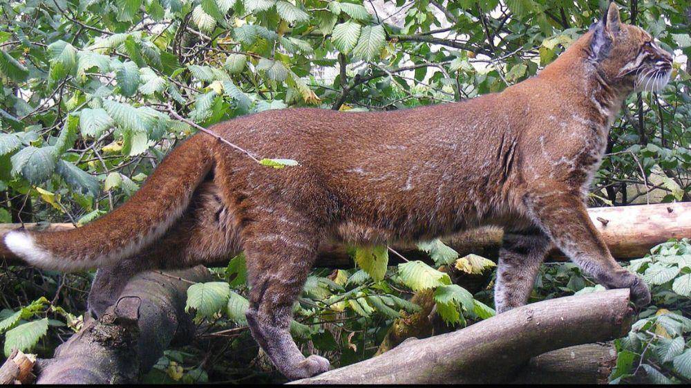 Kucing emas asia (commons.m.wikimedia.org/Marie Hale)