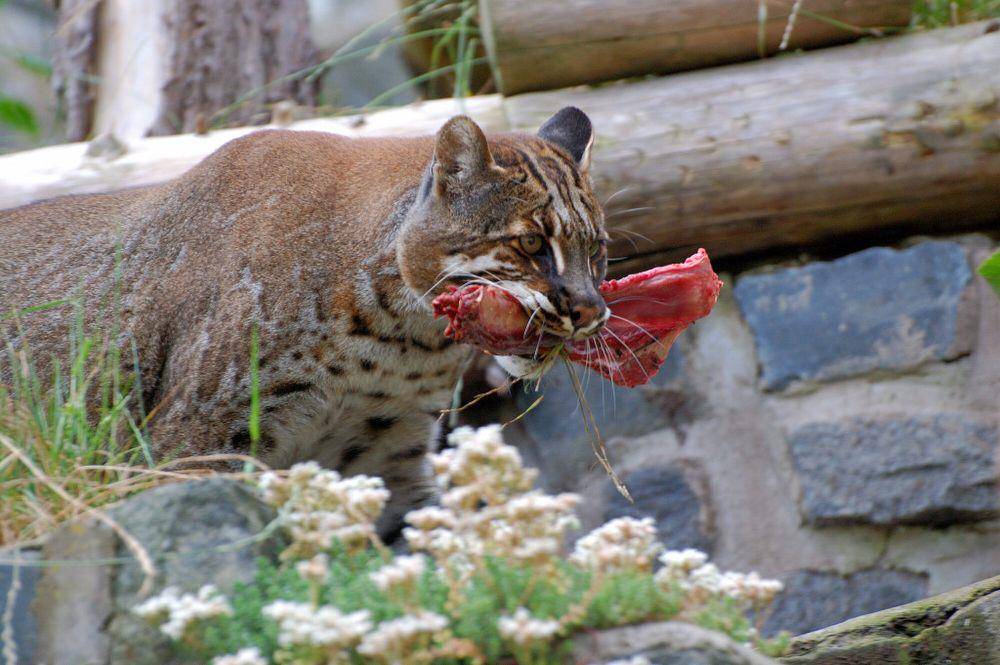 Kucing emas asia (commons.m.wikimedia.org/Babirusa)