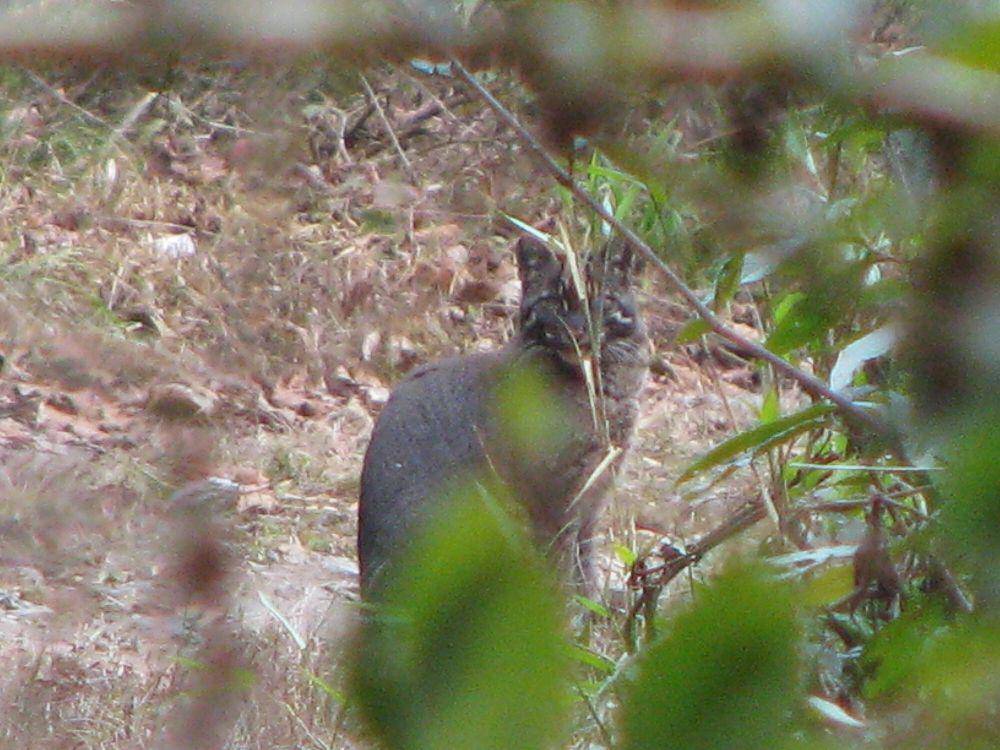 Kucing emas asia (commons.m.wikimedia.org/Umeshsrinivasan)