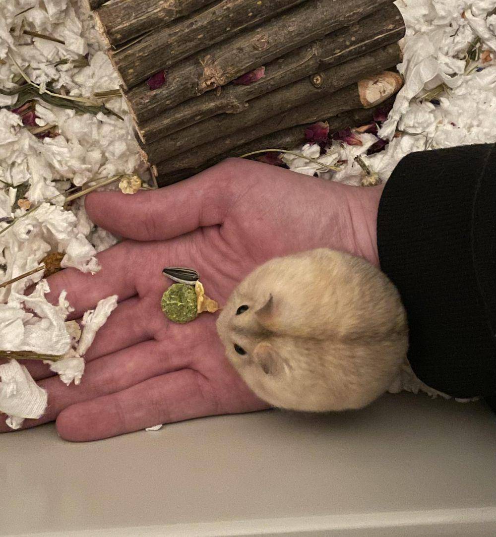 foto lucu hamster lagi makan (reddit.com/user/moondust_x)