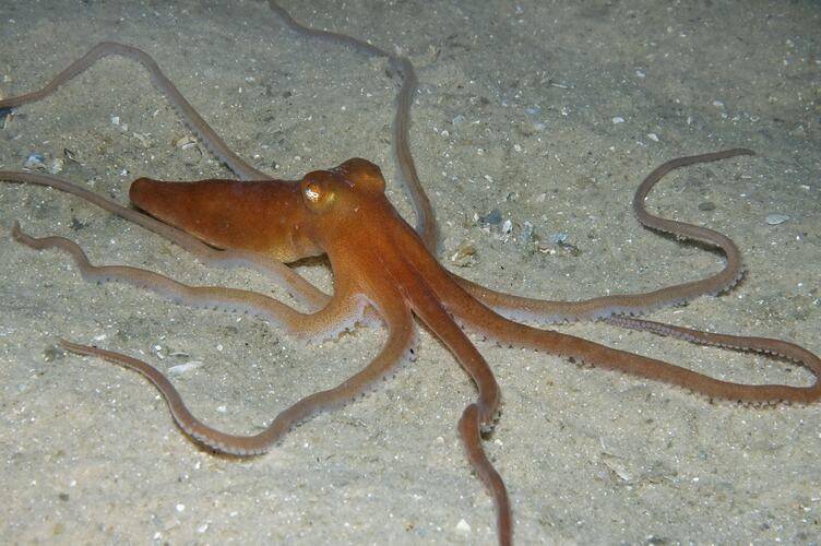 Southern sand octopus (collections.museumsvictoria.com.au)