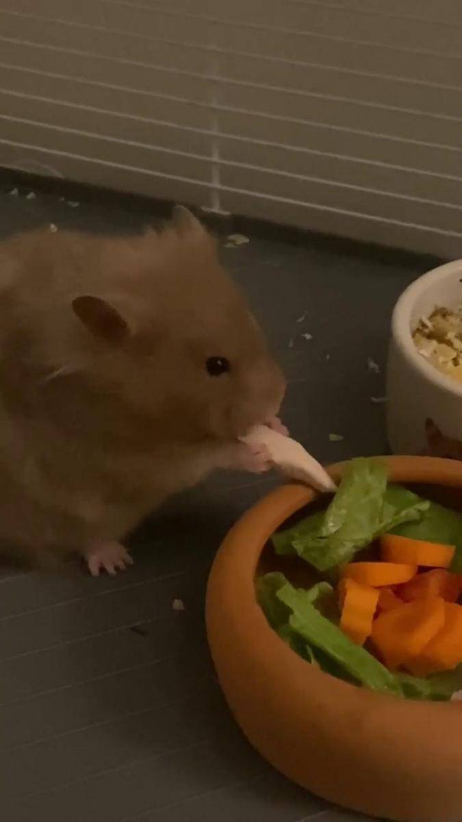 foto lucu hamster lagi makan (reddit.com/user/miss_kitty15)