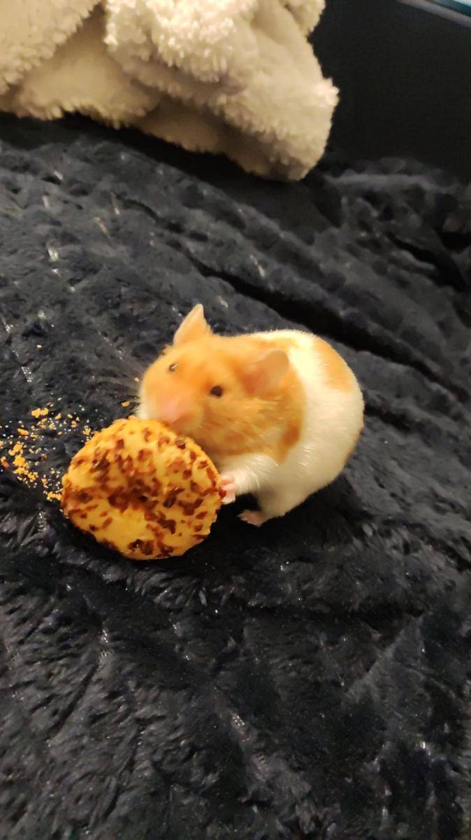 foto lucu hamster lagi makan (reddit.com/user/m3g1ane)
