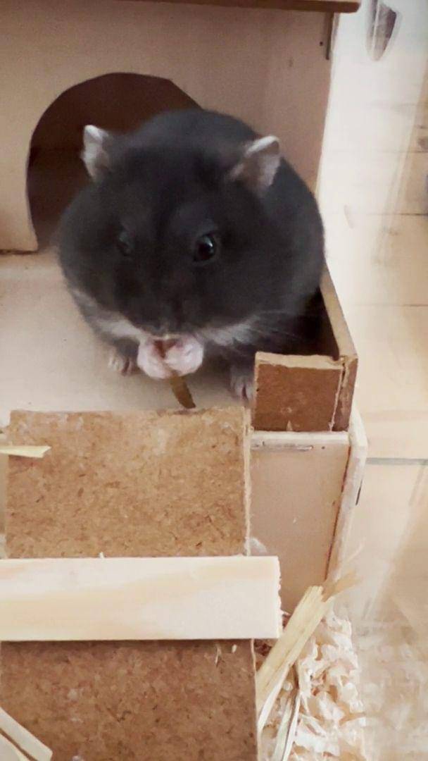 foto lucu hamster lagi makan (reddit.com/user/AuroraDelconte)