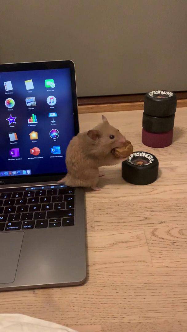 foto lucu hamster lagi makan (reddit.com/user/varberry)