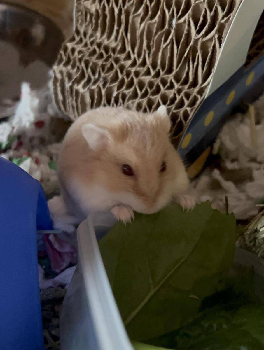 foto lucu hamster lagi makan (reddit.com/user/MrPresidentToYou)