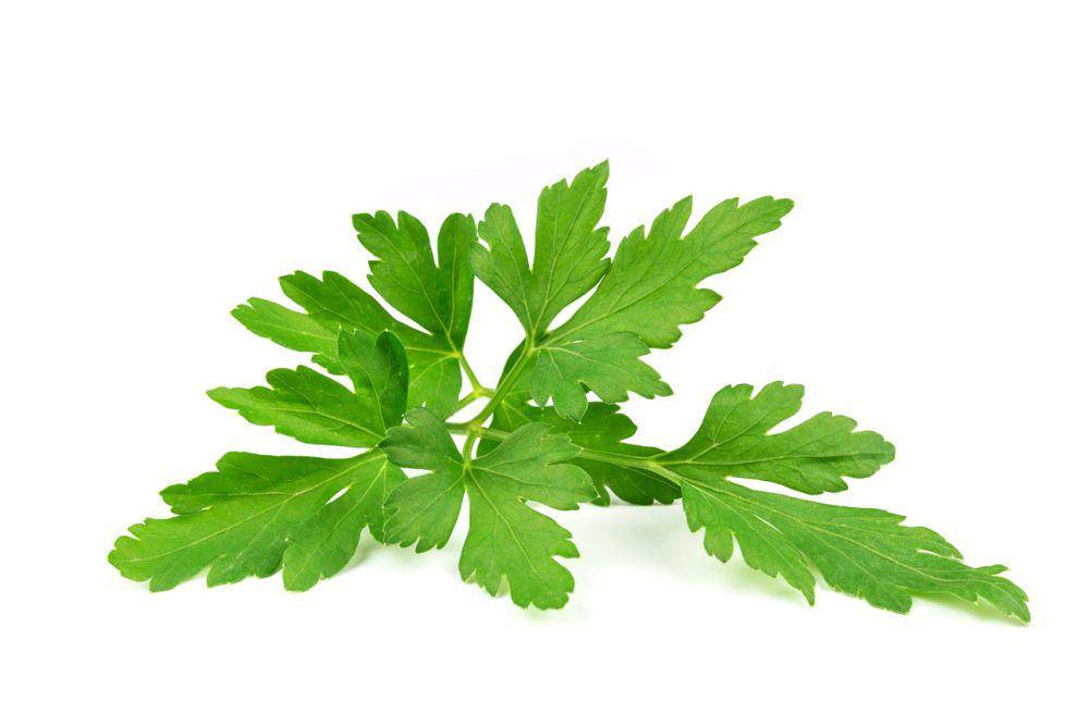 ilustrasi daun peterseli (pixabay.com/PhotoMIX-Company)