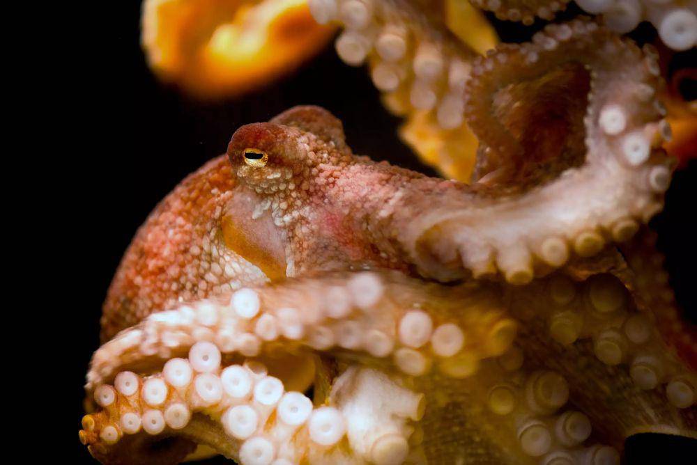 Red octopus (montereybayaquarium.org)