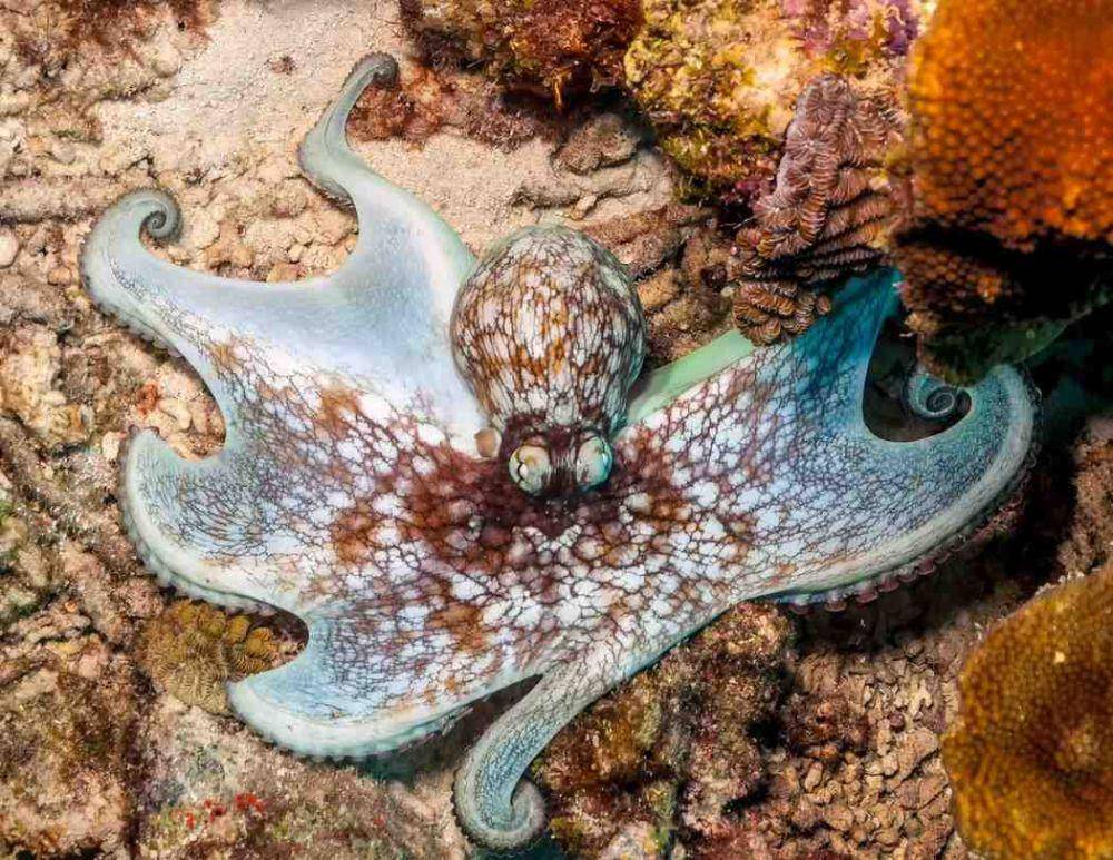 Spesies Gurita Berbisa (americanoceans.org)