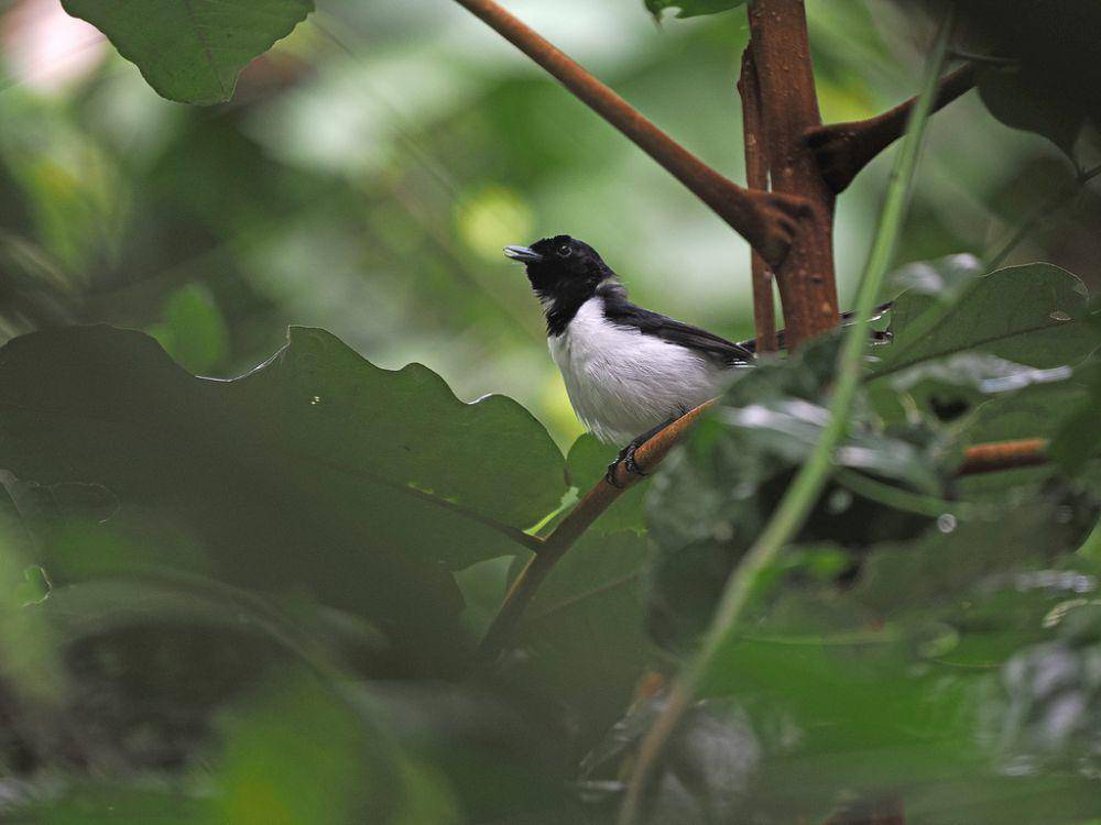 ilustrasi Symposiachrus everetti (inaturalist.org/james_birdtourasia)