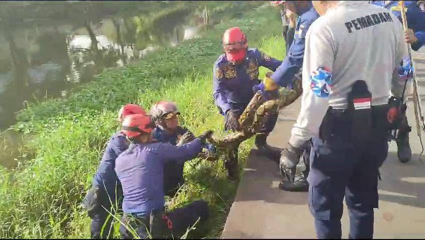 Hii! Damkar Makassar Tangkap Ular Sanca Panjang 5 Meter di Kanal