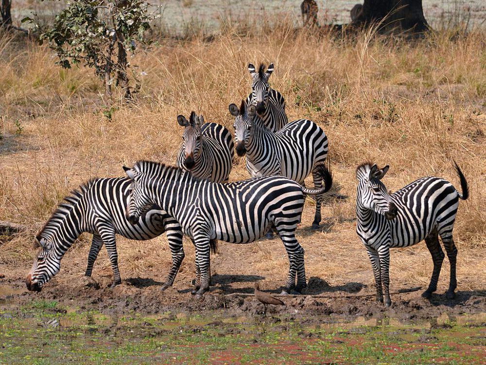 5 Fakta Zebra Grant, Berkontribusi terhadap Lingkungan Sekitarnya