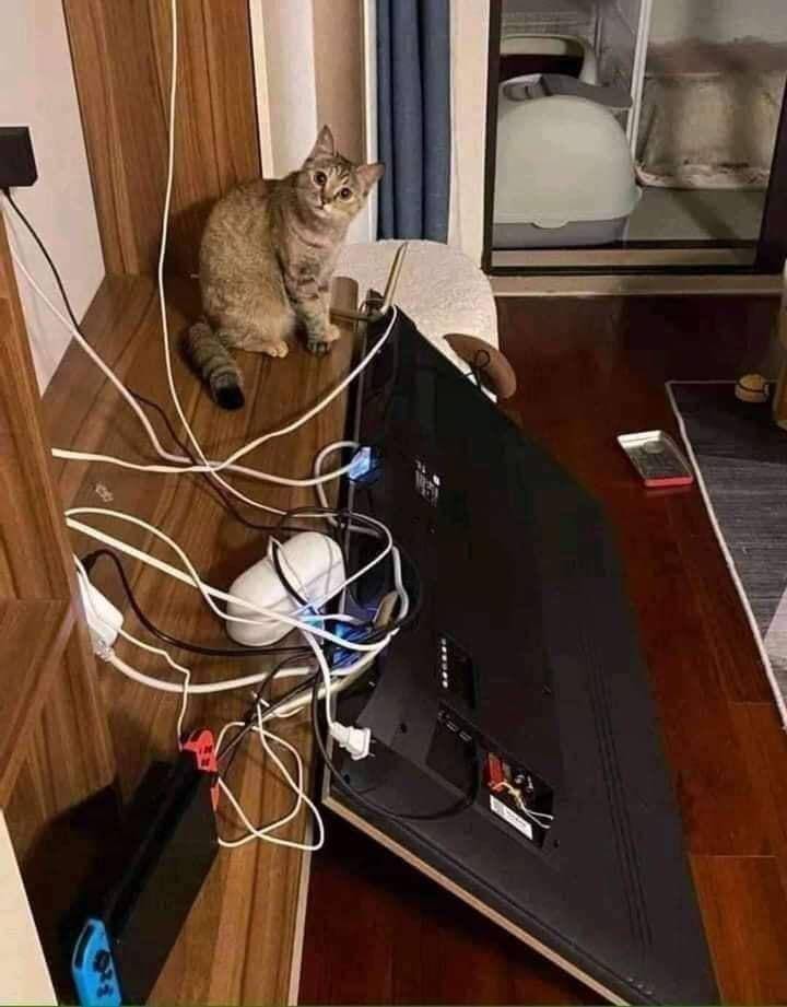 potret kucing saat menjatuhkan barang (reddit.com/r/CatsAre********)