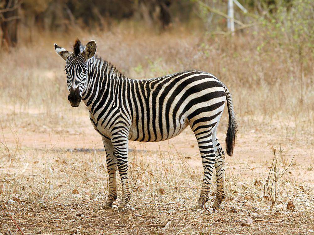 Zebra grant (commons.wikimedia.org/Hans Hillewaert)