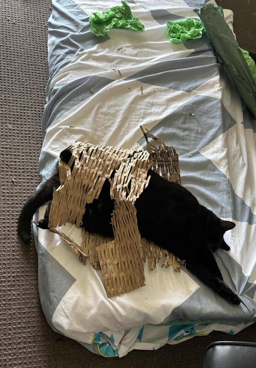 potret kucing saat menjatuhkan barang (reddit.com/user/Different-Term-2250)
