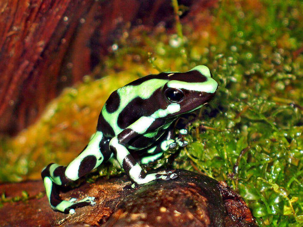 katak panah beracun Dendrobates auratus (commons.wikimedia.org/Wildfeuer)