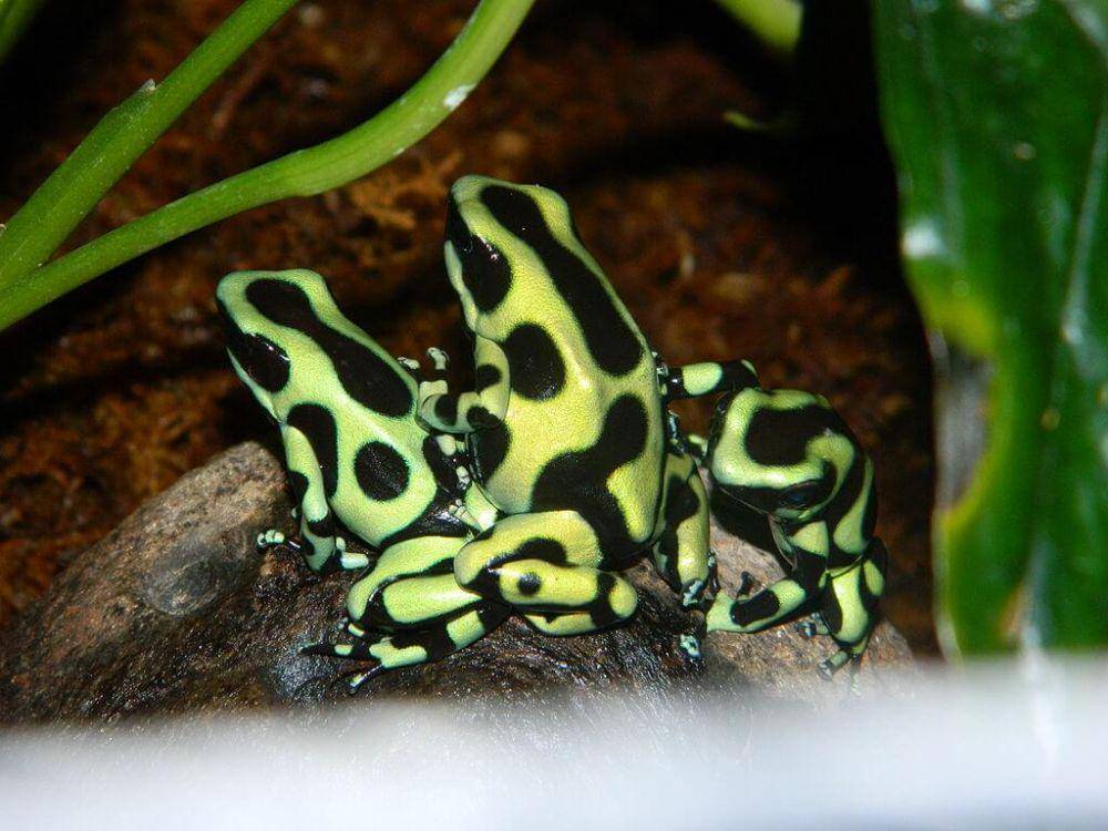 katak panah beracun Dendrobates auratus (commons.wikimedia.org/The Lord of the Allosaurs)
