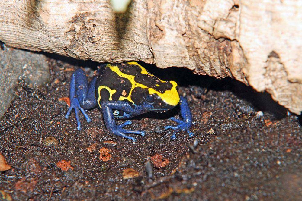 katak panah beracun Dendrobates tinctorius (commons.wikimedia.org/Joachim Frische)