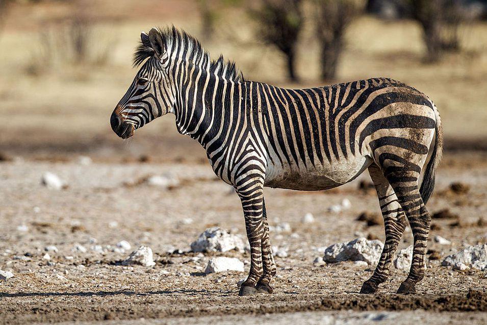 5 Fakta Zebra Gunung yang Tangguh, Bentuk Kukunya Spesial?