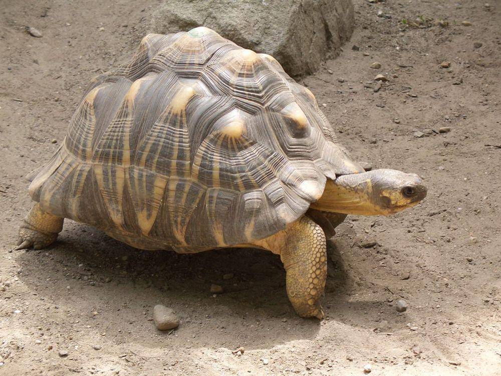 potret kura-kura angonoka (commons.wikimedia.org/Kyle Bedell)