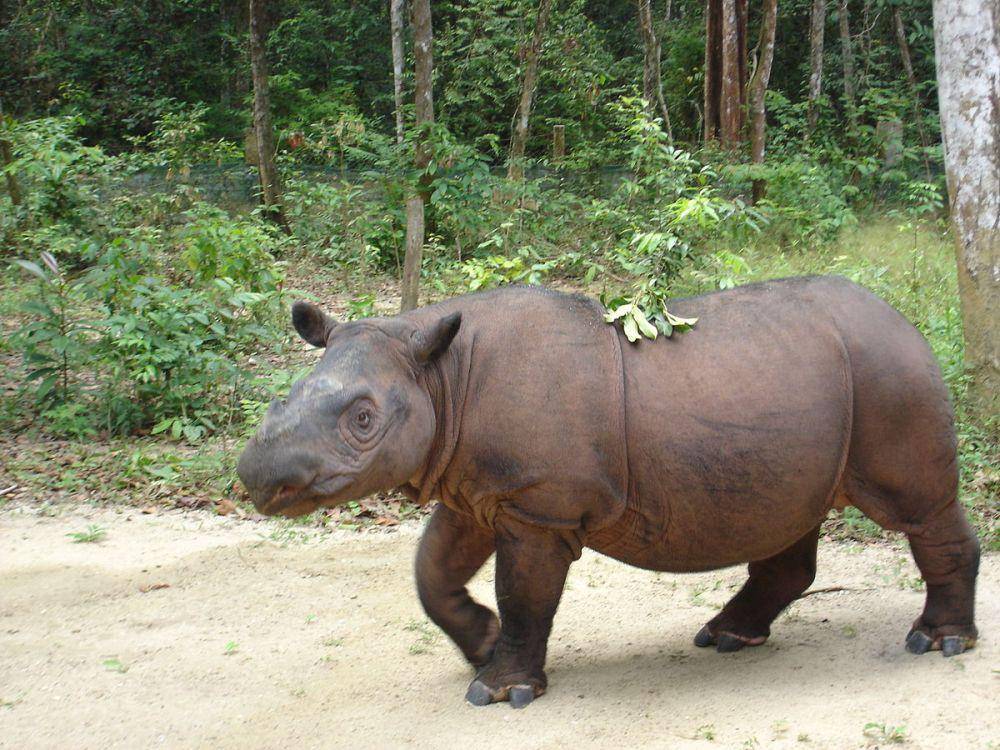 potret badak sumatra (commons.wikimedia.org/26Isabella)