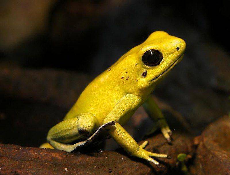 ilustrasi katak emas beracun (Flickr.com)