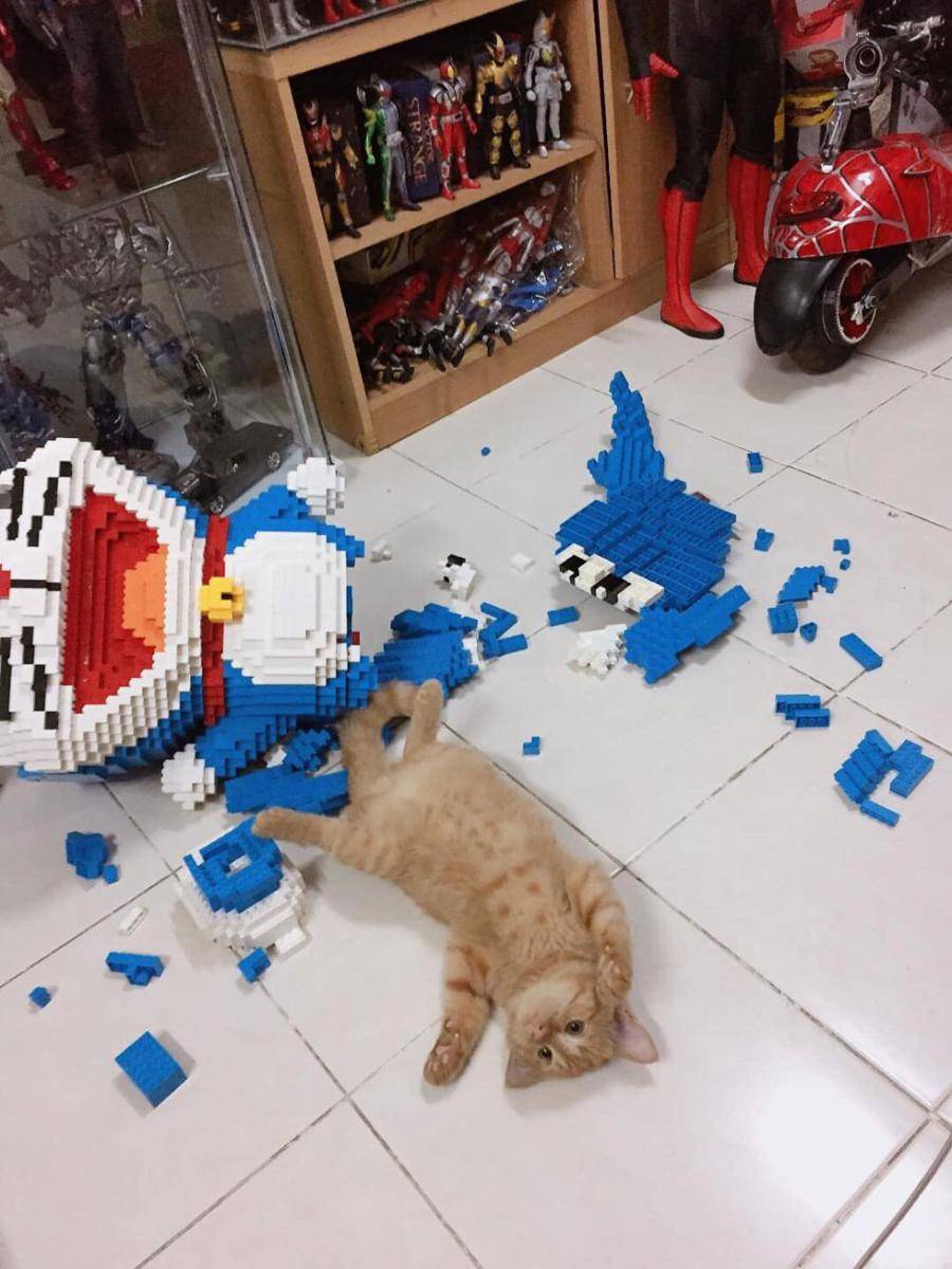 potret kucing saat menjatuhkan barang (reddit.com/user/fattah1614)