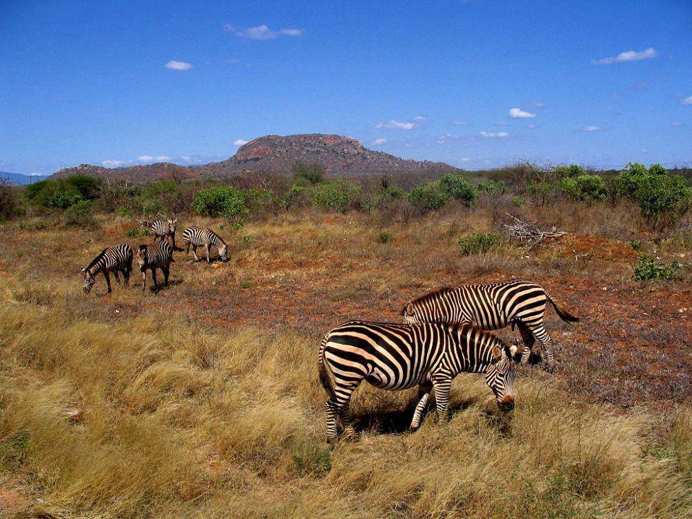 Kawanan zebra grant (commons.wikimedia.org/CT Cooper)