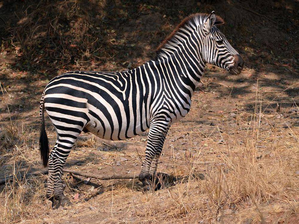 Zebra grant (commons.wikimedia.org/Hans Hillewaert)