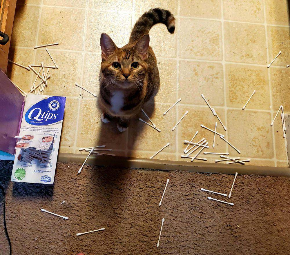 potret kucing saat menjatuhkan barang (reddit.com/user/Cronchy_Tacos)