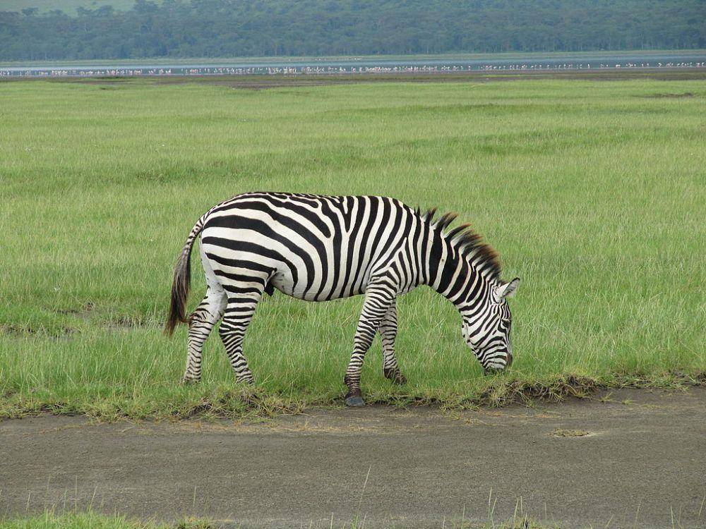 Zebra grant (commons.wikimedia.org/Daryona)