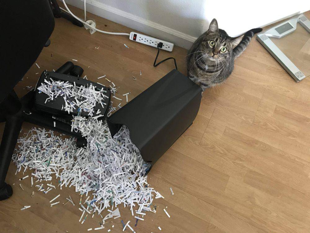 potret kucing saat menjatuhkan barang (reddit.com/user/rock37man)