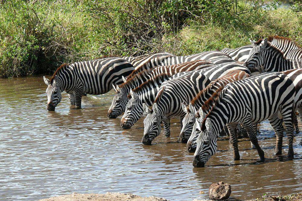 Kawanan zebra grant (commons.wikimedia.org/Haplochromis)