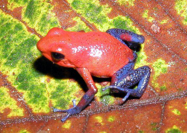 katak panah beracun Dendrobates pumilio (commons.wikimedia.org/Unknown author)