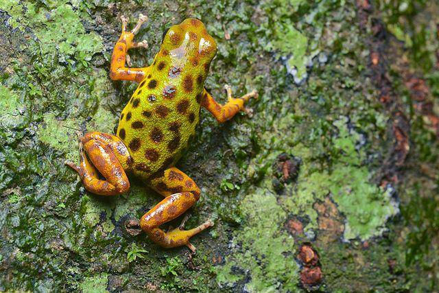 katak panah beracun Oophaga pumilio (commons.wikimedia.org/Geoff Gallice)