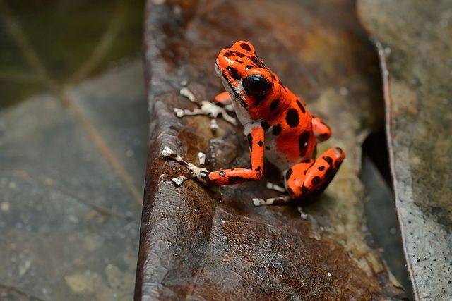 katak panah beracun Oophaga pumilio (commons.wikimedia.org/Geoff Gallice)