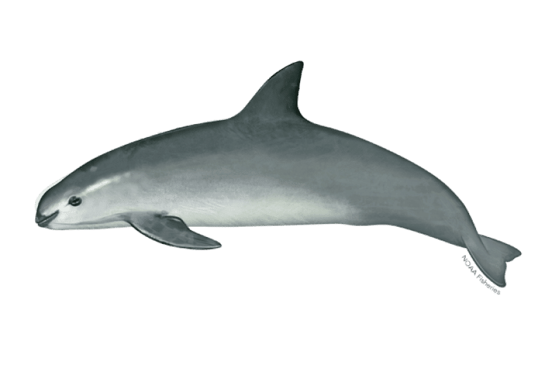 potret vaquita (fisheries.noaa.gov)
