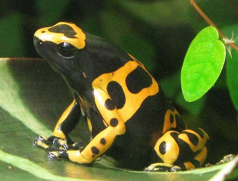 katak panah beracun Dendrobates leucomelas (commons.wikimedia.org/Boucaque)