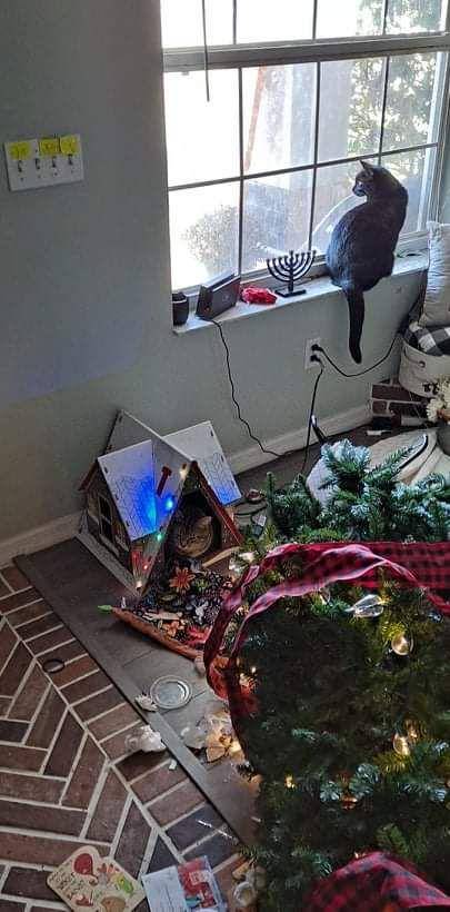 potret kucing saat menjatuhkan barang (reddit.com/user/suddenlytossedsalad)