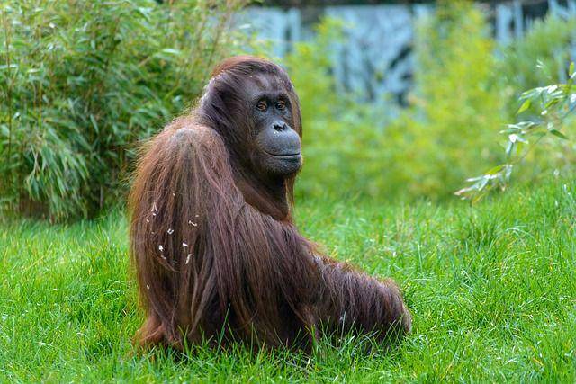 orangutan (pixabay.com/Edgar Winkler)